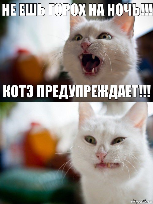 Не ешь горох на ночь!!! Котэ предупреждает!!!, Комикс   Котэ предупреждал