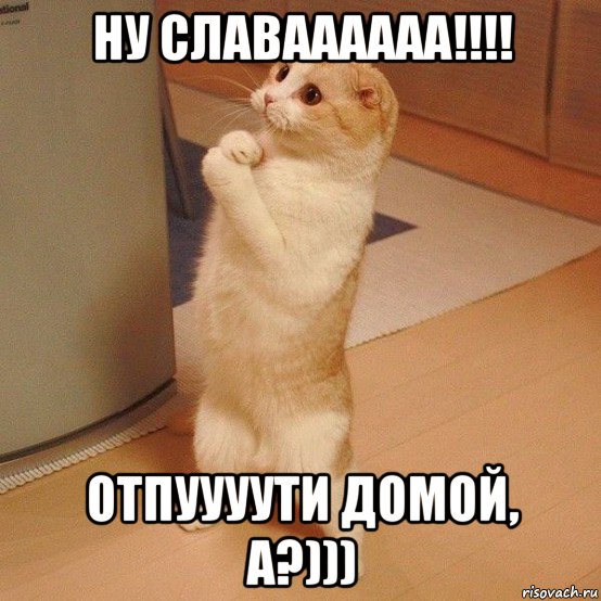 ну славаааааа!!!! отпуууути домой, а?))), Мем  котэ молится