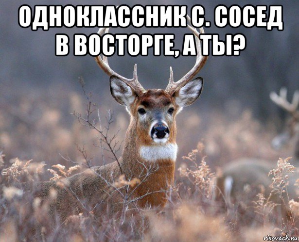 одноклассник с. сосед в восторге, а ты? , Мем   Наивный олень