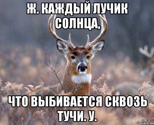 ж. каждый лучик солнца, что выбивается сквозь тучи. у., Мем   Наивный олень