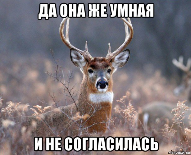 да она же умная и не согласилась, Мем   Наивный олень