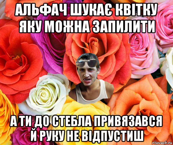 альфач шукає квітку яку можна запилити а ти до стебла привязався й руку не відпустиш, Мем  пацанчо