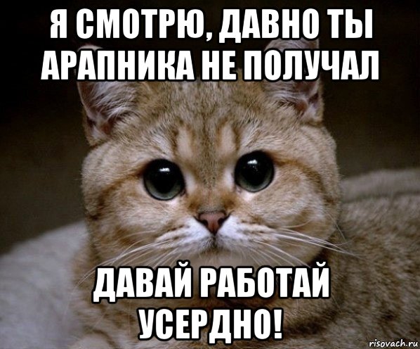 я смотрю, давно ты арапника не получал давай работай усердно!, Мем Пидрила Ебаная