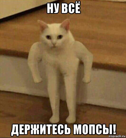 ну всё держитесь мопсы!, Мем  Полукот