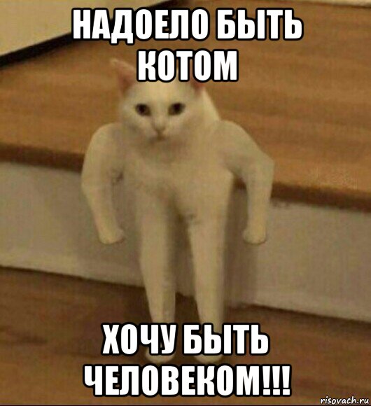 надоело быть котом хочу быть человеком!!!, Мем  Полукот