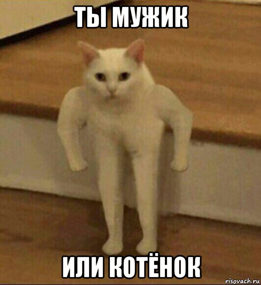 ты мужик или котёнок