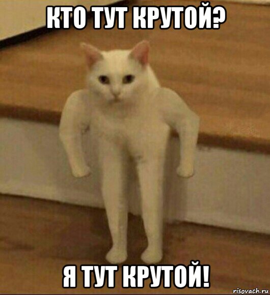 кто тут крутой? я тут крутой!, Мем  Полукот