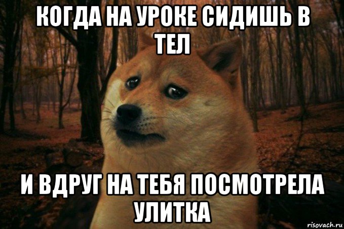 когда на уроке сидишь в тел и вдруг на тебя посмотрела улитка, Мем SAD DOGE