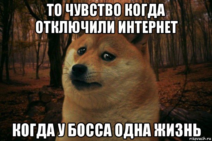 то чувство когда отключили интернет когда у босса одна жизнь, Мем SAD DOGE