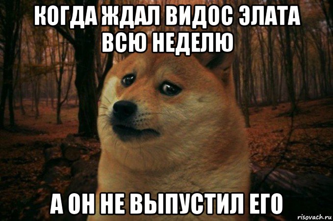 когда ждал видос элата всю неделю а он не выпустил его, Мем SAD DOGE