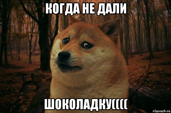 когда не дали шоколадку((((, Мем SAD DOGE