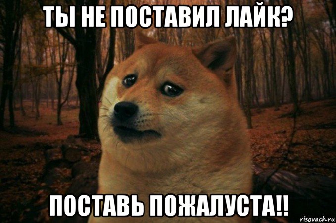 ты не поставил лайк? поставь пожалуста!!, Мем SAD DOGE