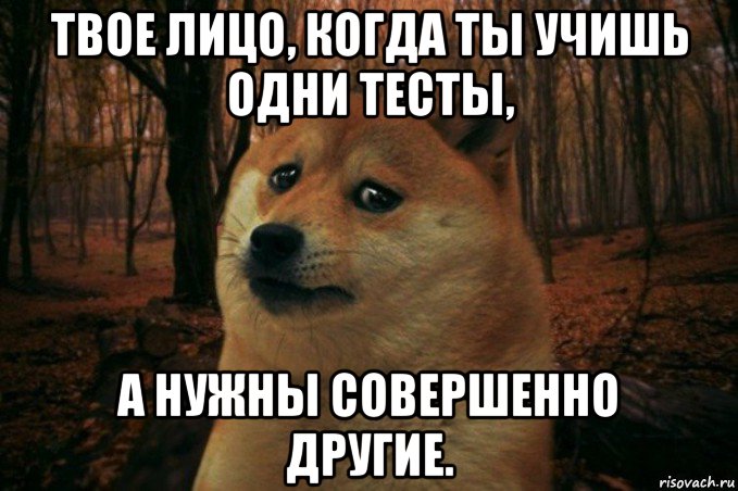 твое лицо, когда ты учишь одни тесты, а нужны совершенно другие., Мем SAD DOGE