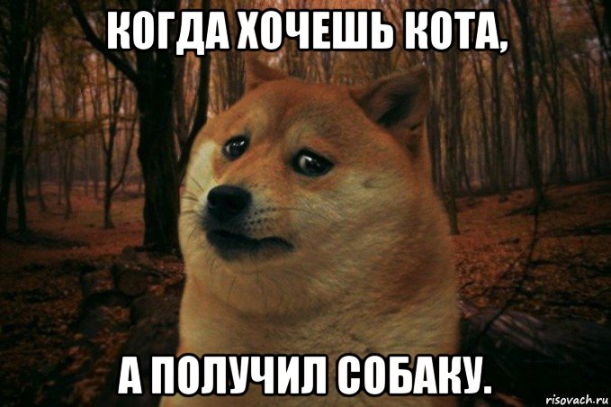 когда хочешь кота, а получил собаку., Мем SAD DOGE