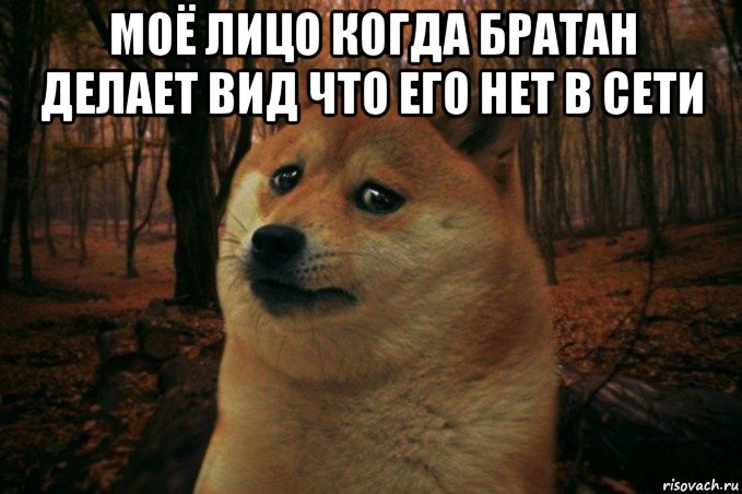 моё лицо когда братан делает вид что его нет в сети , Мем SAD DOGE