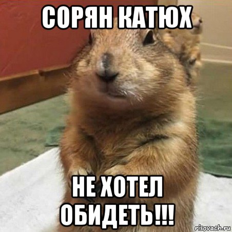 сорян катюх не хотел обидеть!!!, Мем Суслик спрашивает