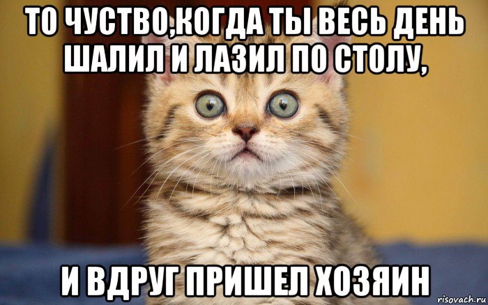 то чуство,когда ты весь день шалил и лазил по столу, и вдруг пришел хозяин, Мем  удивление