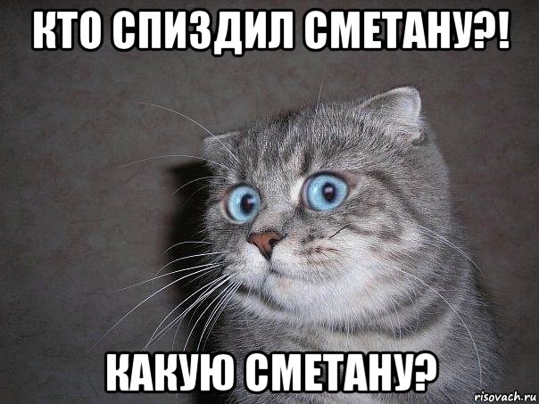 кто спиздил сметану?! какую сметану?, Мем  удивлённый кот