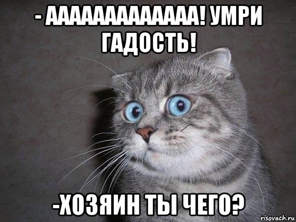 - ааааааааааааа! умри гадость! -хозяин ты чего?, Мем  удивлённый кот