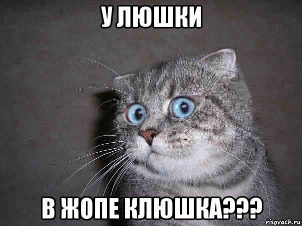 у люшки в жопе клюшка???, Мем  удивлённый кот