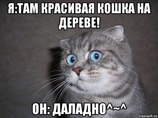 я:там красивая кошка на дереве! он: даладно^~^, Мем  удивлённый кот