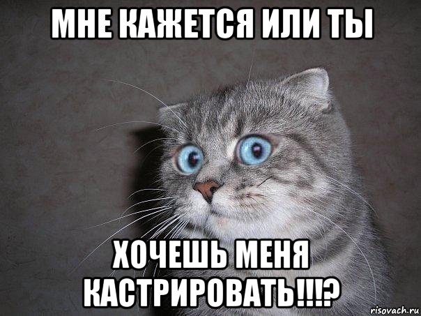 мне кажется или ты хочешь меня кастрировать!!!?, Мем  удивлённый кот