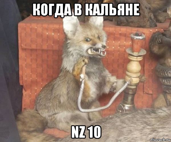 когда в кальяне nz 10