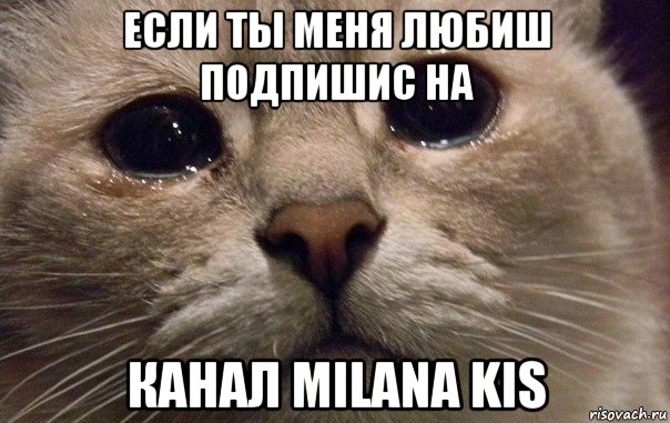 ecли ты меня любиш подпишис на канал milana kis, Мем   В мире грустит один котик
