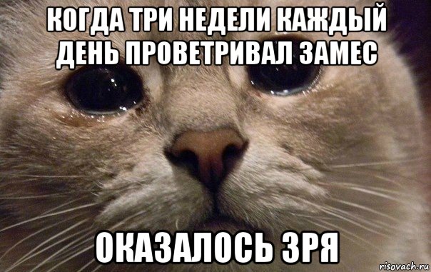 когда три недели каждый день проветривал замес оказалось зря, Мем   В мире грустит один котик