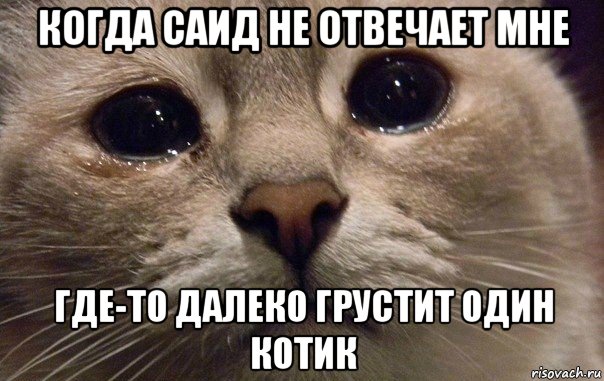 когда саид не отвечает мне где-то далеко грустит один котик, Мем   В мире грустит один котик