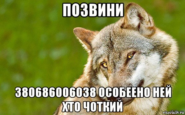 позвини 380686006038 особеено ней хто чоткий, Мем   Volf