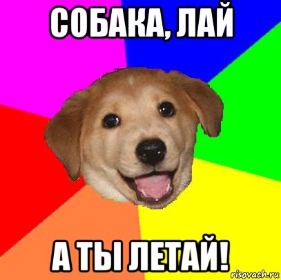 собака, лай а ты летай!, Мем Advice Dog