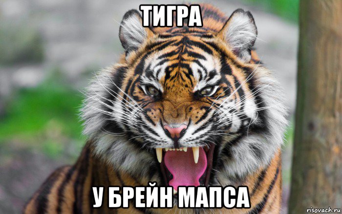 тигра у брейн мапса, Мем ДЕРЗКИЙ ТИГР