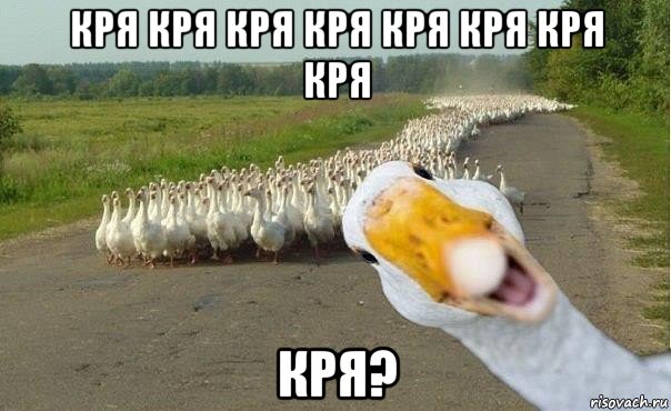 кря кря кря кря кря кря кря кря кря?