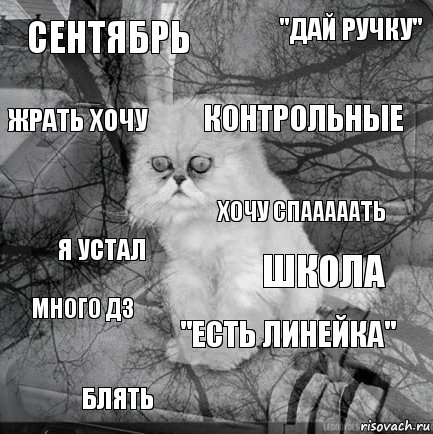 Сентябрь Школа Контрольные Блять Я устал "Дай ручку" "Есть линейка" Жрать хочу Много дз Хочу спааааать, Комикс  кот безысходность