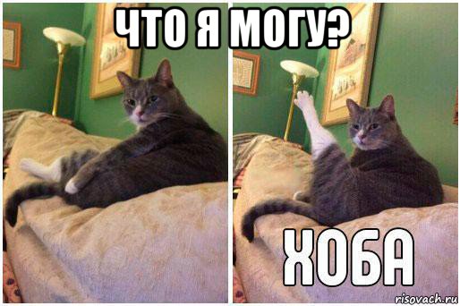 что я могу? , Комикс Кот Хоба