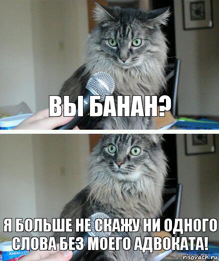 Вы банан? Я больше не скажу ни одного слова без моего адвоката!, Комикс  кот с микрофоном