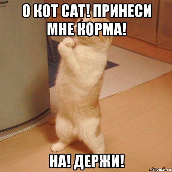 о кот cat! принеси мне корма! на! держи!, Мем  котэ молится