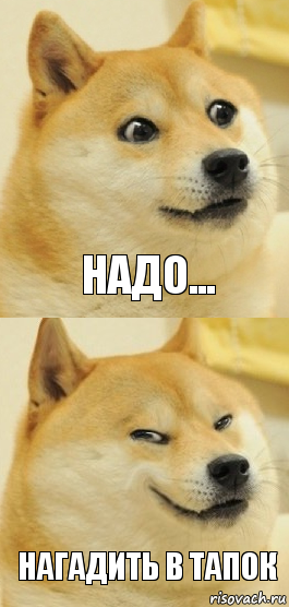 надо... нагадить в тапок, Комикс   DOGE довольный