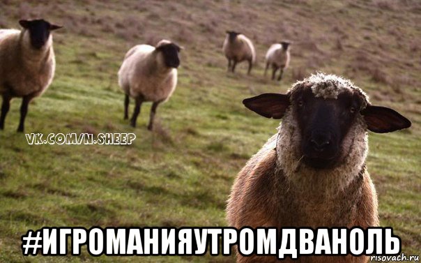  #игроманияутромдваноль, Мем  Наивная Овца