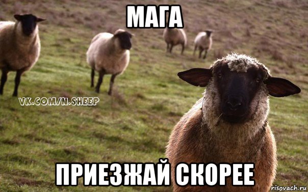 мага приезжай скорее, Мем  Наивная Овца