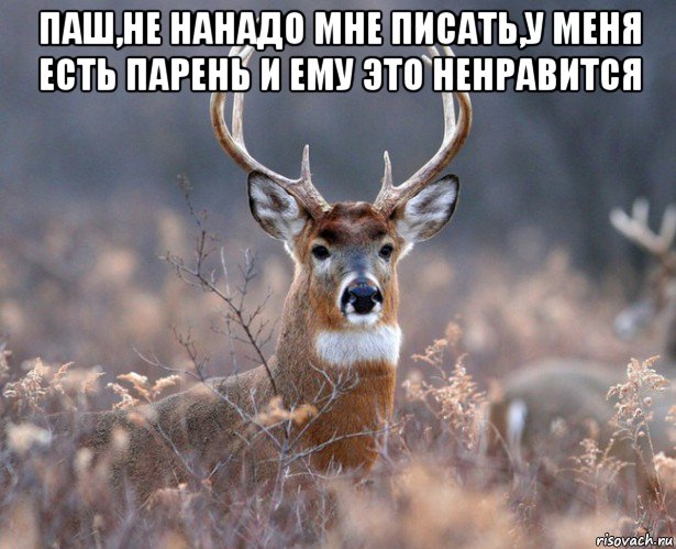 паш,не нанадо мне писать,у меня есть парень и ему это ненравится , Мем   Наивный олень