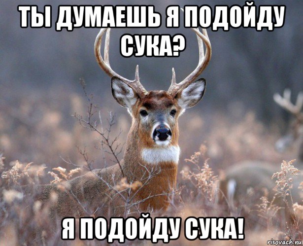 ты думаешь я подойду сука? я подойду сука!, Мем   Наивный олень