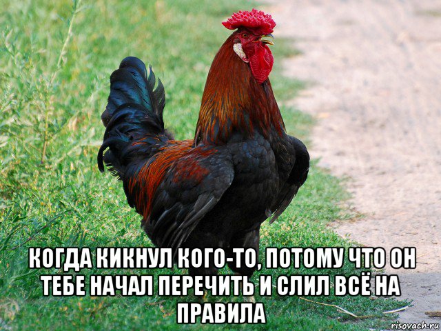  когда кикнул кого-то, потому что он тебе начал перечить и слил всё на правила, Мем петух