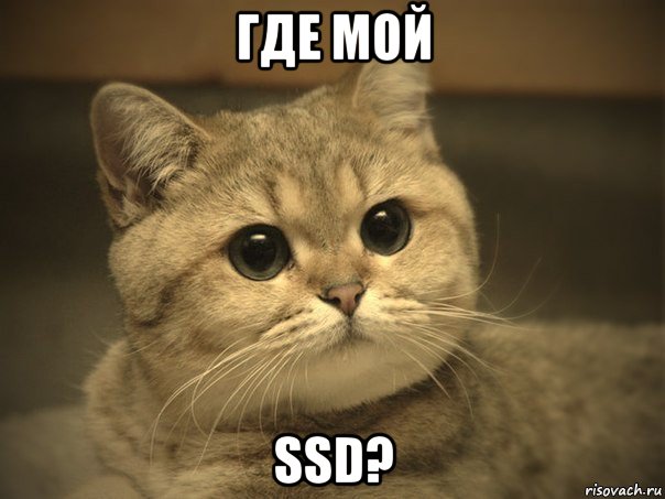 где мой ssd?, Мем Пидрила ебаная котик