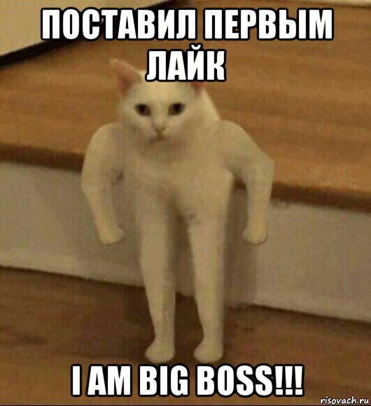 поставил первым лайк i am big boss!!!, Мем  Полукот