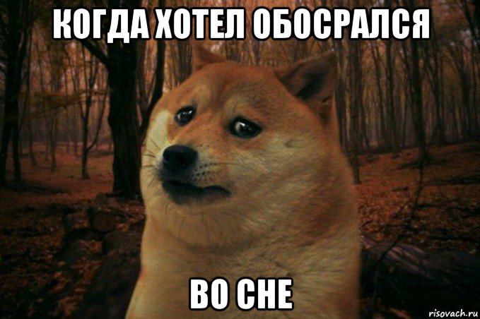 когда хотел обосрался во сне, Мем SAD DOGE