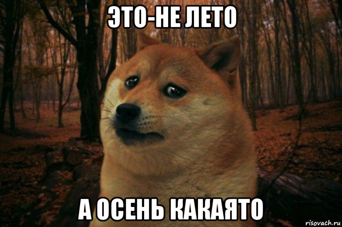 это-не лето а осень какаято, Мем SAD DOGE