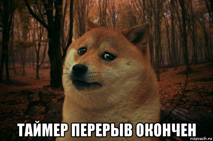  таймер перерыв окончен, Мем SAD DOGE