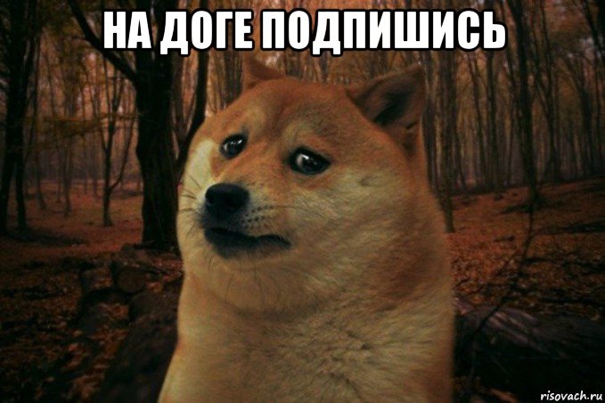 на доге подпишись , Мем SAD DOGE